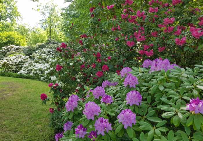 Rhododendron Bluetenzauber britzer garten moser 2018 17