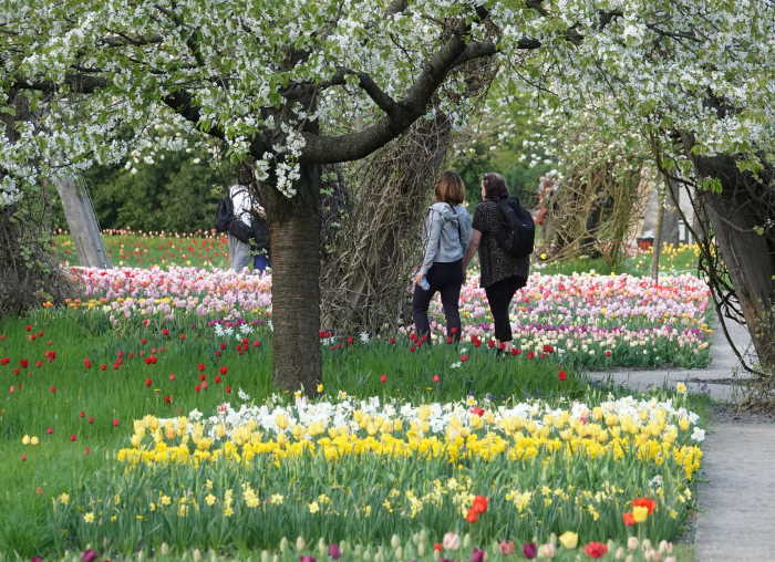 Garten tulipan 2021 britzer TULIPAN 2021
