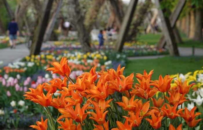 Garten 2021 britzer tulipan Tulipan im