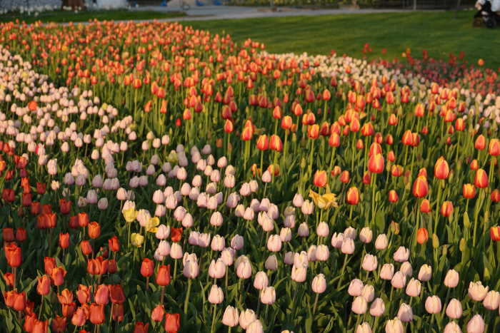 Lichtenrade Berlin De Tulipan Im Britzer Garten Hat Eroffnet